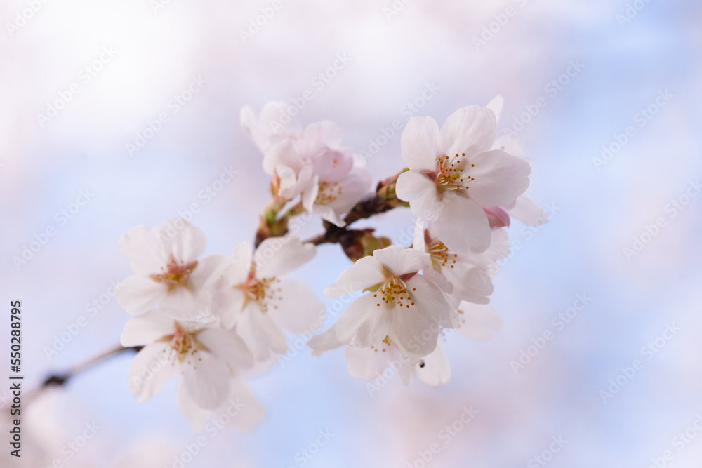 Obraz premium 桜５