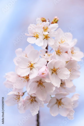 桜７ © tomiyama