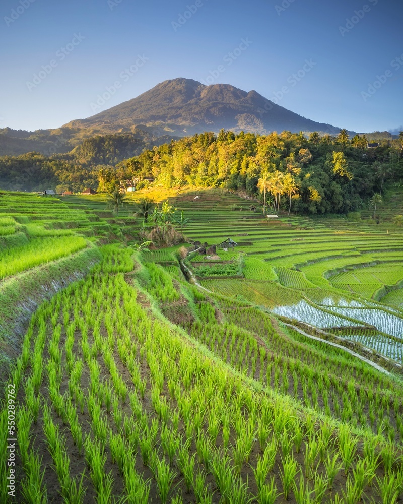 Rice terraces in Majalengka, West Java