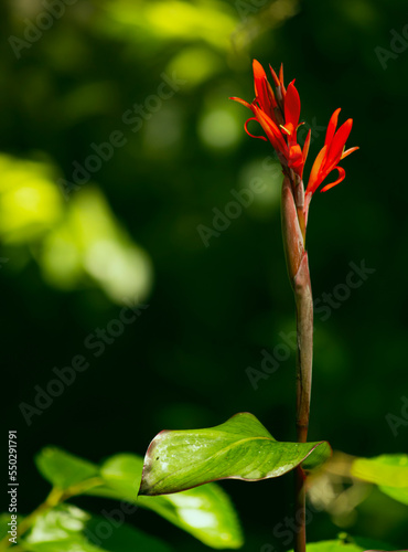 Flor roja sobre fondo de hojas verdes