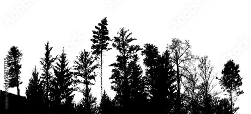 Forest silhouette . Tree silhouette panorama. Vector illustration