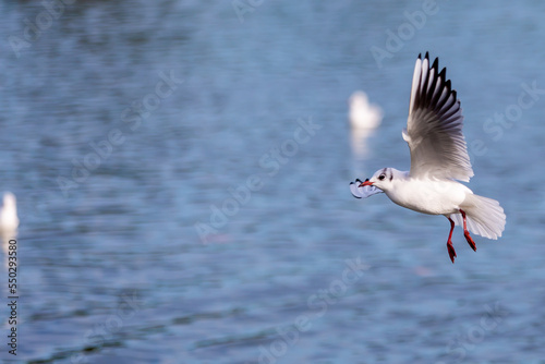Grey-winged Gull in flight over a pond. small birds. sea birds. Bird with open wings.