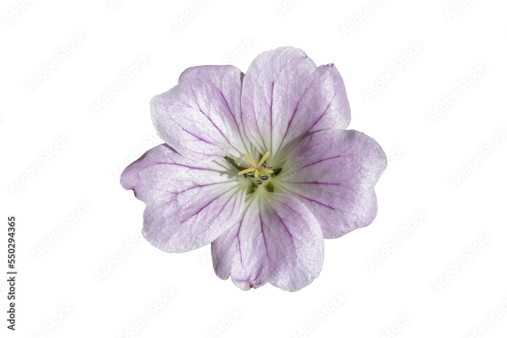 Geranium 'Dreamland' a pale pink herbaceous perennial spring summer flower plant commonly known as cranesbill, png stock photo file cut out and isolated on a transparent background