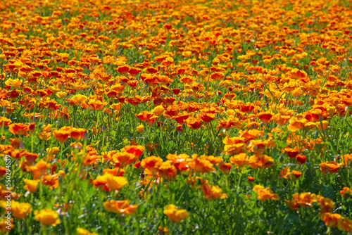 Orange Calafornia poppies in a flowering field.