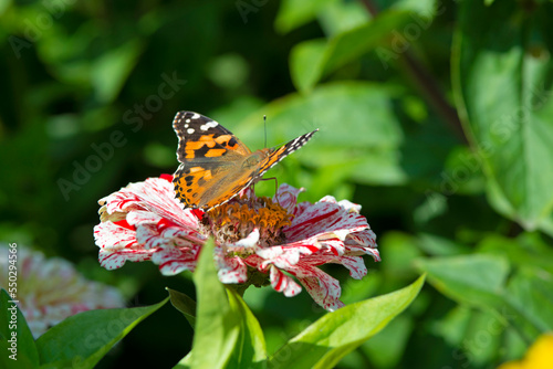 Monarch butterfly on top of a Zinnia flower.