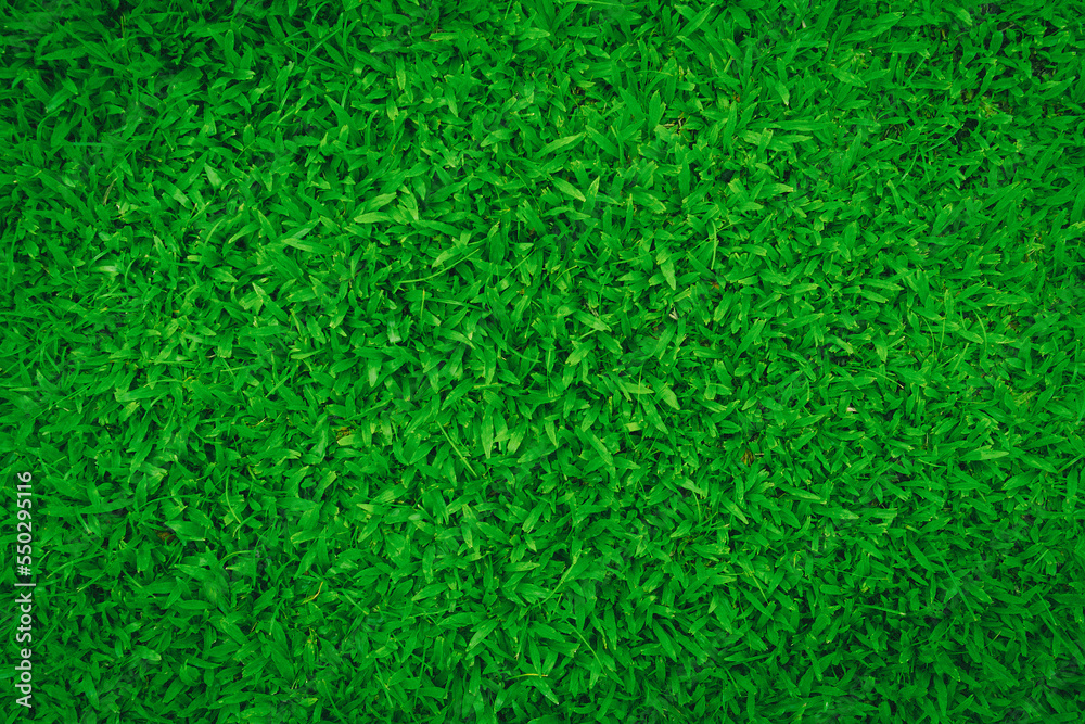 Top View of Malay grass background.abstract green leaves texture, nature background Top View of Malay grass background.abstract green leaves texture, nature background