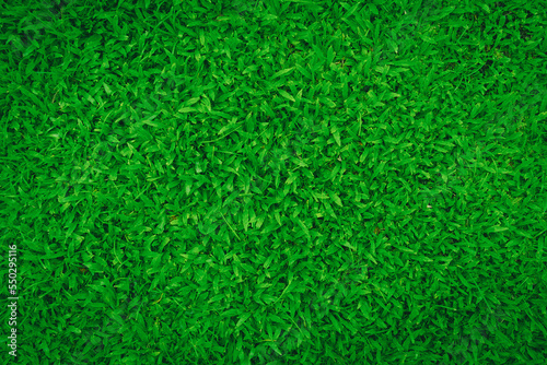 Top View of Malay grass background.abstract green leaves texture, nature background