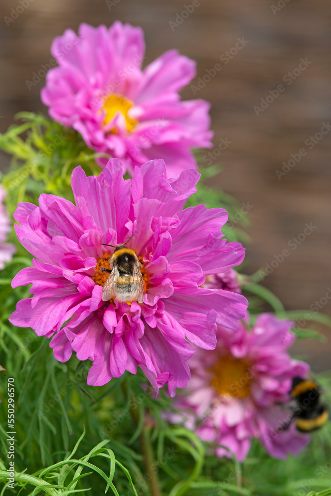Honeybee collects pollen from a pink Cosmos flower. Honeybee collects pollen from a pink Cosmos flower.