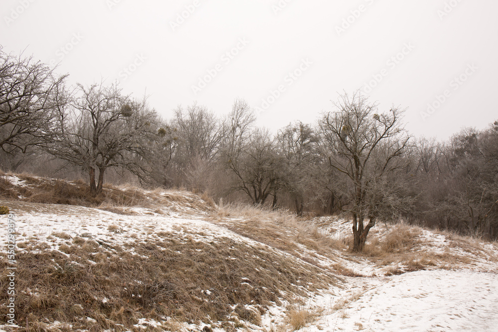 Winter landscape of trees on the hills Winter landscape of trees on the hills