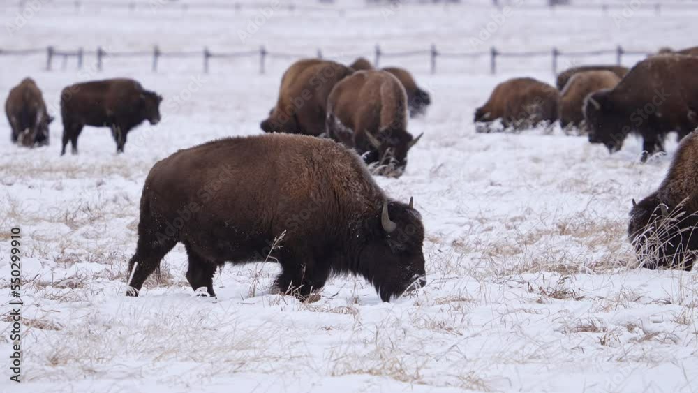 Field of Bison grazing through the snow in Wyoming during winter. Field of Bison grazing through the snow in Wyoming during winter.
