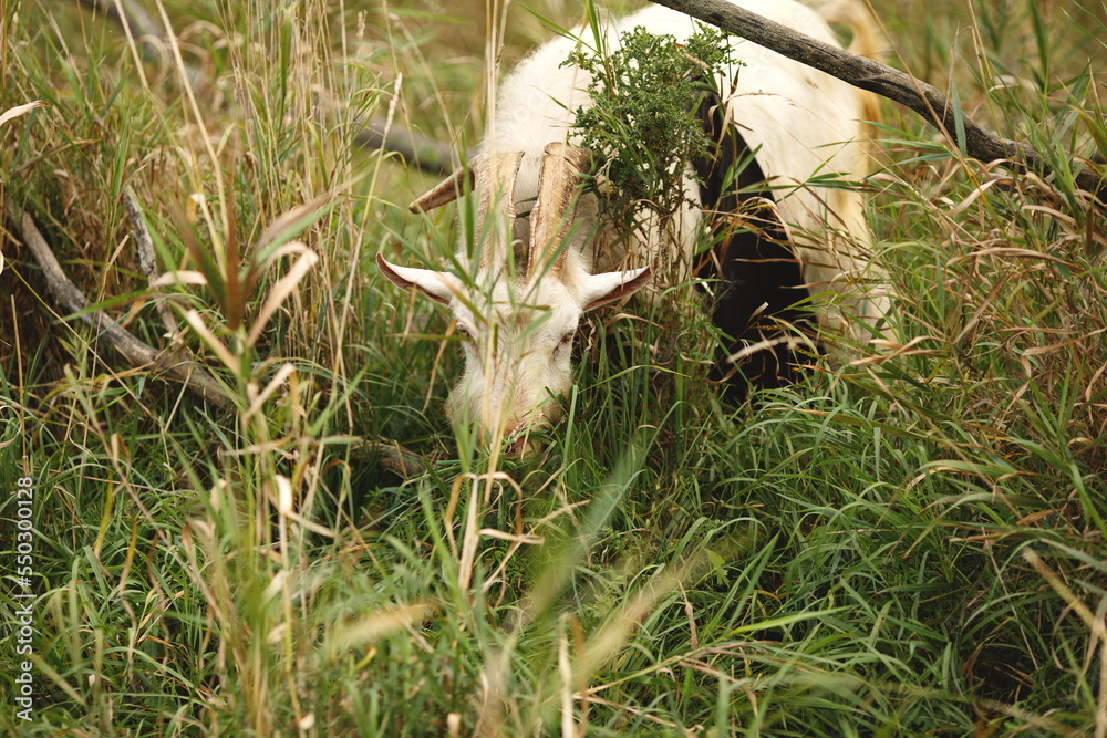 Saanan and Alpine dairy goats on a small farm in Ontario, Canada. Saanan and Alpine dairy goats on a small farm in Ontario, Canada.