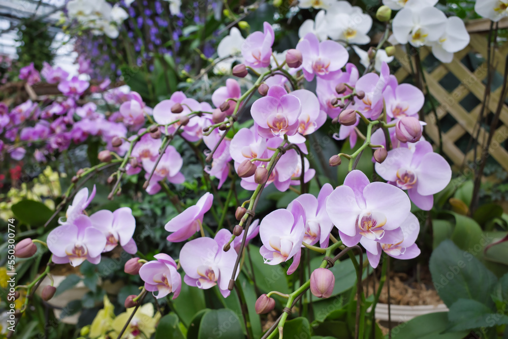 日光はないちもんめ 満開の花 日光はないちもんめ 満開の花