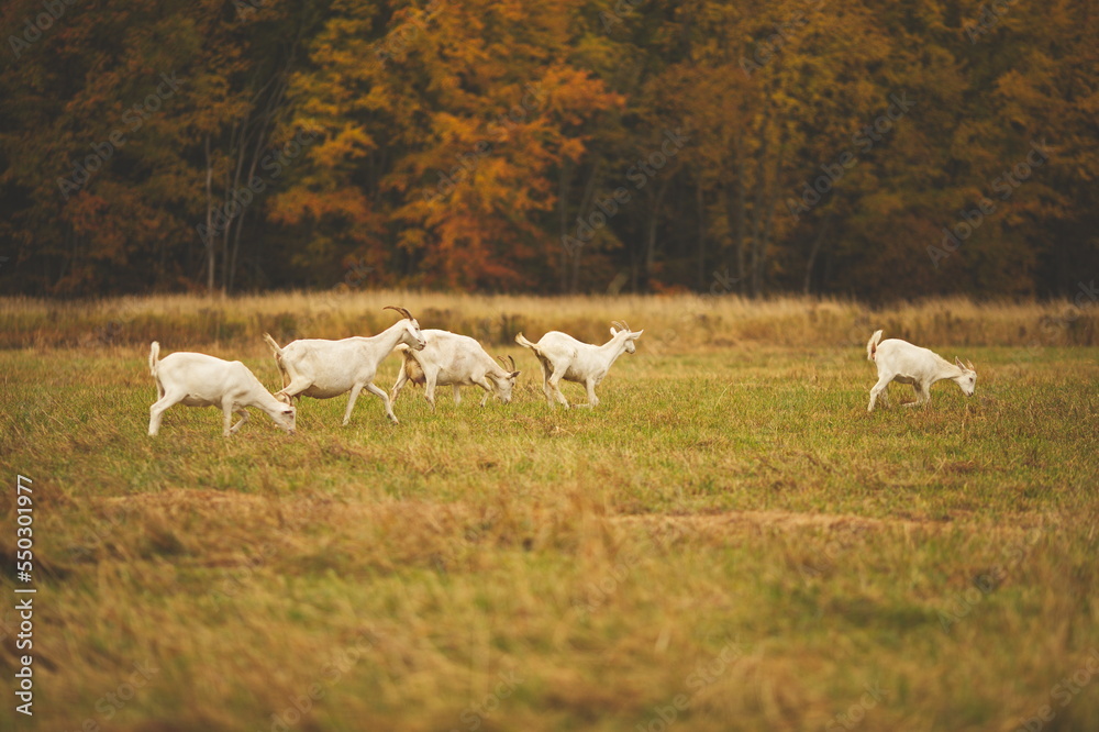 Saanan and Alpine dairy goats on a small farm in Ontario, Canada. Saanan and Alpine dairy goats on a small farm in Ontario, Canada.