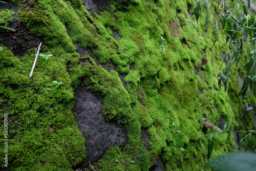 Moss plants grow on the walls.