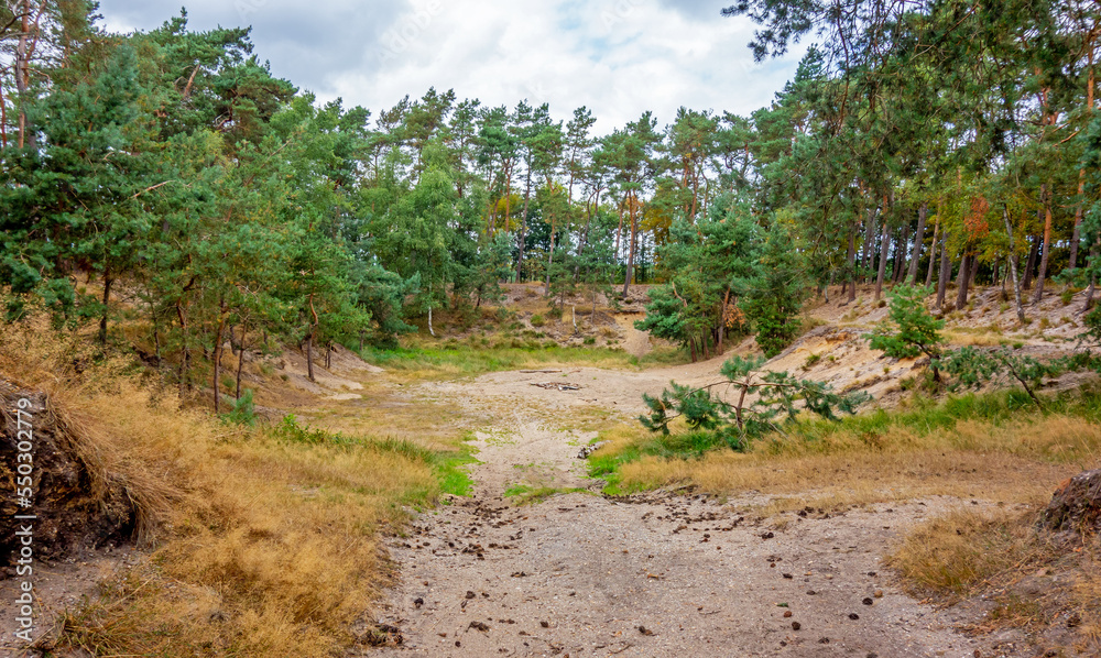 Forest scenery of the Veluwe, Netherlands
Forest scenery of the Veluwe, Netherlands