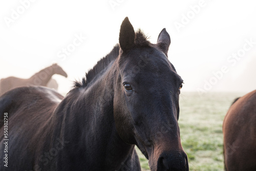 Closes up of a horse