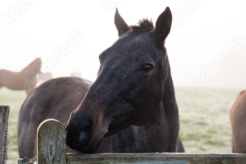 Closes up of a horse photo