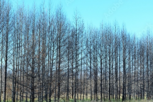 Coniferous trees after a forest fire