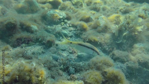 Red Sea goatfish (Parupeneus forsskali) leaves a cloud of turbidity over the muddy bottom that attracts other fish. photo