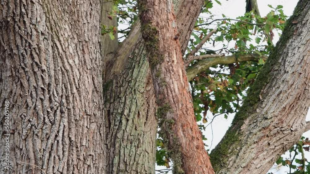 Black woodpecker female climbing an oak tree looking for food, october, north rhine westphalia, germany, (dryocopus martius) Black woodpecker female climbing an oak tree looking for food, october, north rhine westphalia, germany, (dryocopus martius)