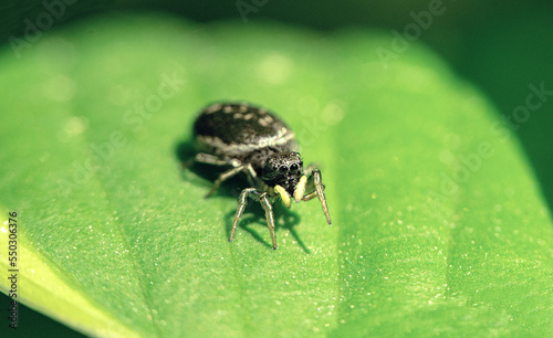 A macrophotograph of a black horse spider on a green leaf. A small spider with big eyes.