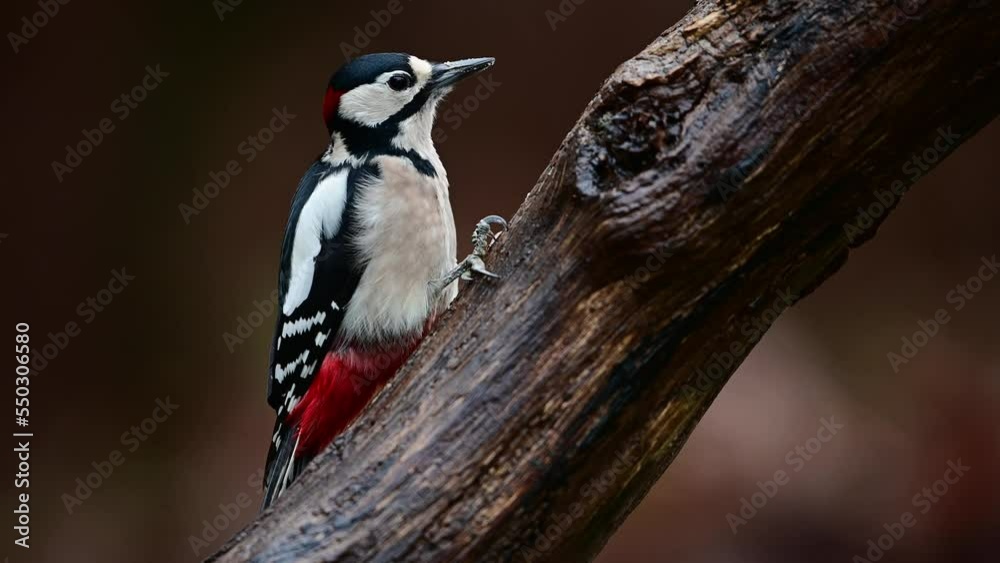 Great spotted woodpecker male sitting on a dead branch and pecking on a hazelnut at a woodpecker forge, november, north rhine westphalia, (dendrocopos major), germany Great spotted woodpecker male sitting on a dead branch and pecking on a hazelnut at a woodpecker forge, november, north rhine westphalia, (dendrocopos major), germany