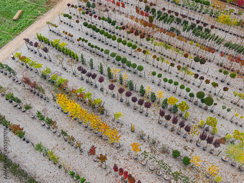 Aerial view of a tree nursery with yellow  red and red green plants  arranged in a row  during autumn. Plants in autumn colours  Alsace  France  Europe