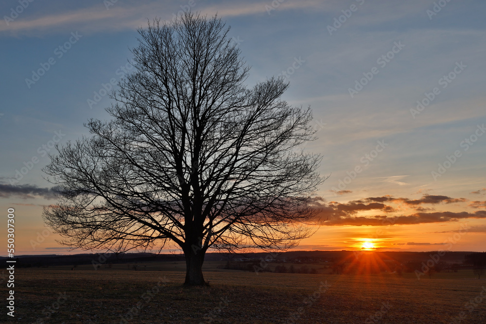 einzeln stehender Baum im Sonnenuntergang