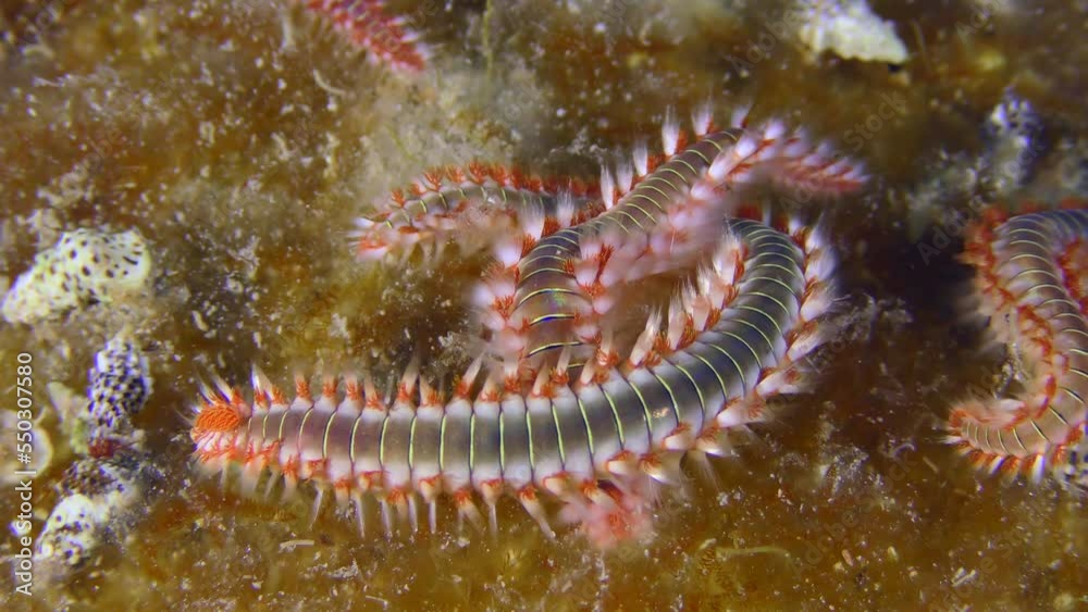 Marine life: Several large poisonous Bearded fireworms (Hermodice ...