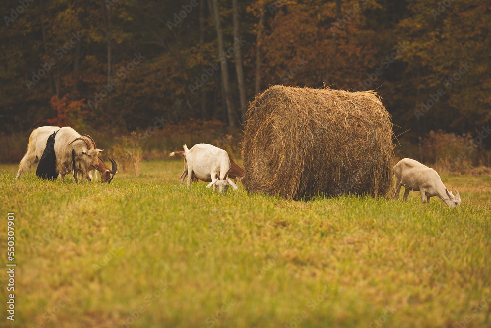 Saanan and Alpine dairy goats on a small farm in Ontario, Canada. Saanan and Alpine dairy goats on a small farm in Ontario, Canada.
