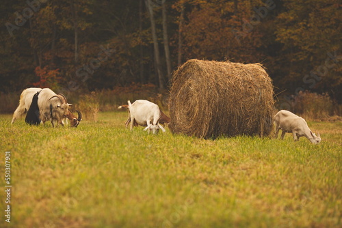 Fototapeta Naklejka Na Ścianę i Meble -  Saanan and Alpine dairy goats on a small farm in Ontario, Canada.