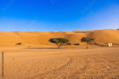 Trees between the dunes