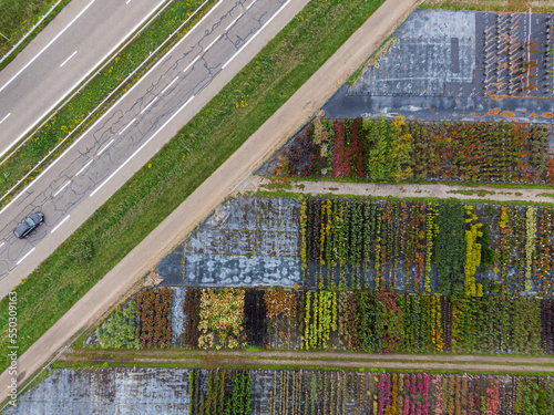Aerial view of a nursery of yellow and red trees and plants, lined up in a row, during autumn at the side of the motorway with a passing car