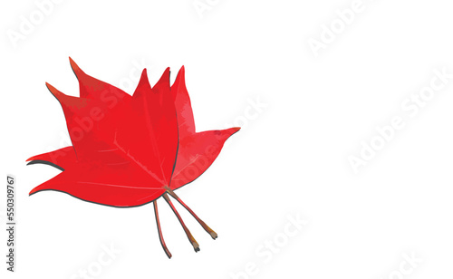 Maple leaf isolated on white background.