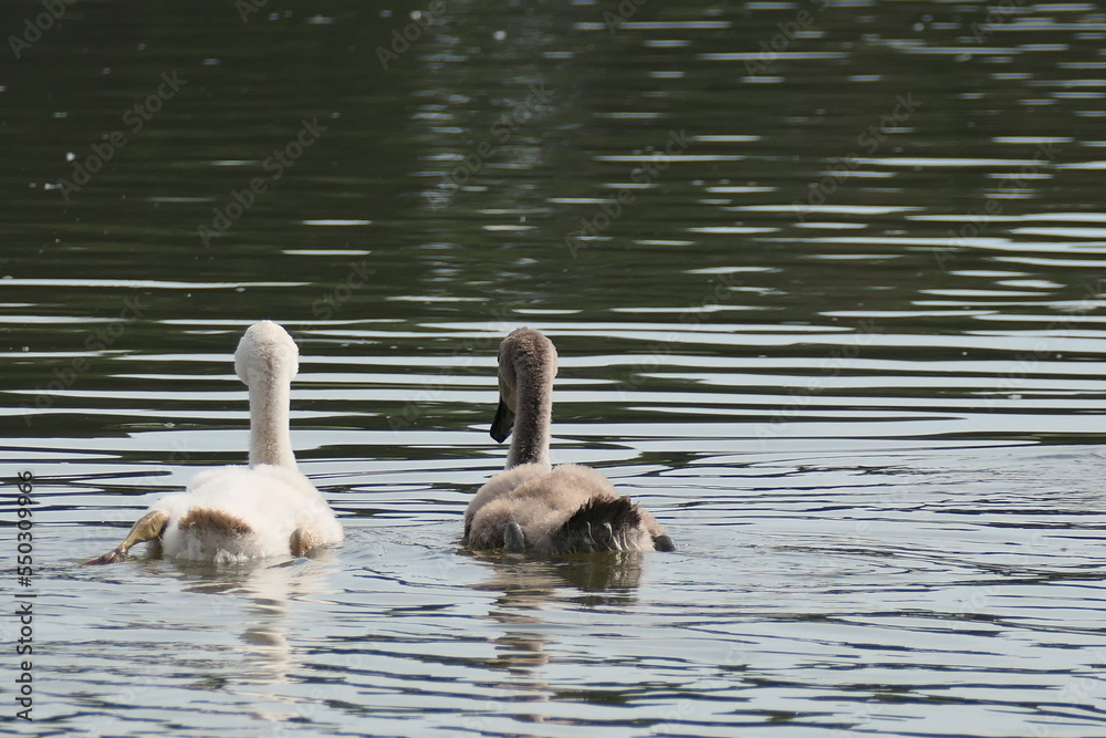Schwane auf dem Wasser Schwane auf dem Wasser