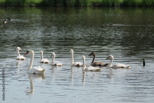 Schwan mit Familie auf einem kleinen See photo