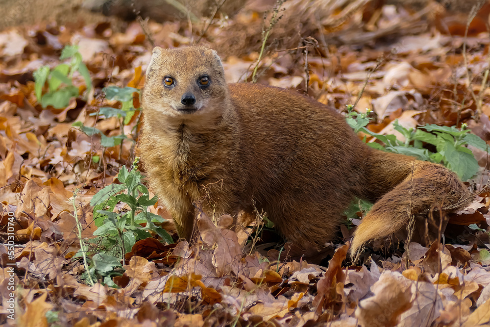 Fototapeta premium Fuchsmanguste im Herbst