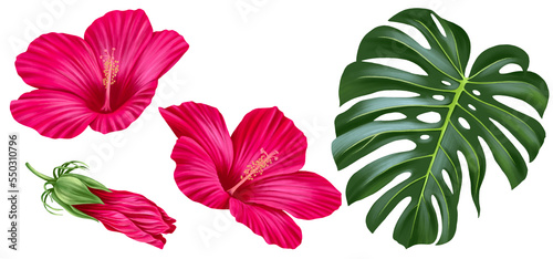 drawing red flowers and bud of hibiscus and green palm leaf isolated at white background , hand drawn illustration