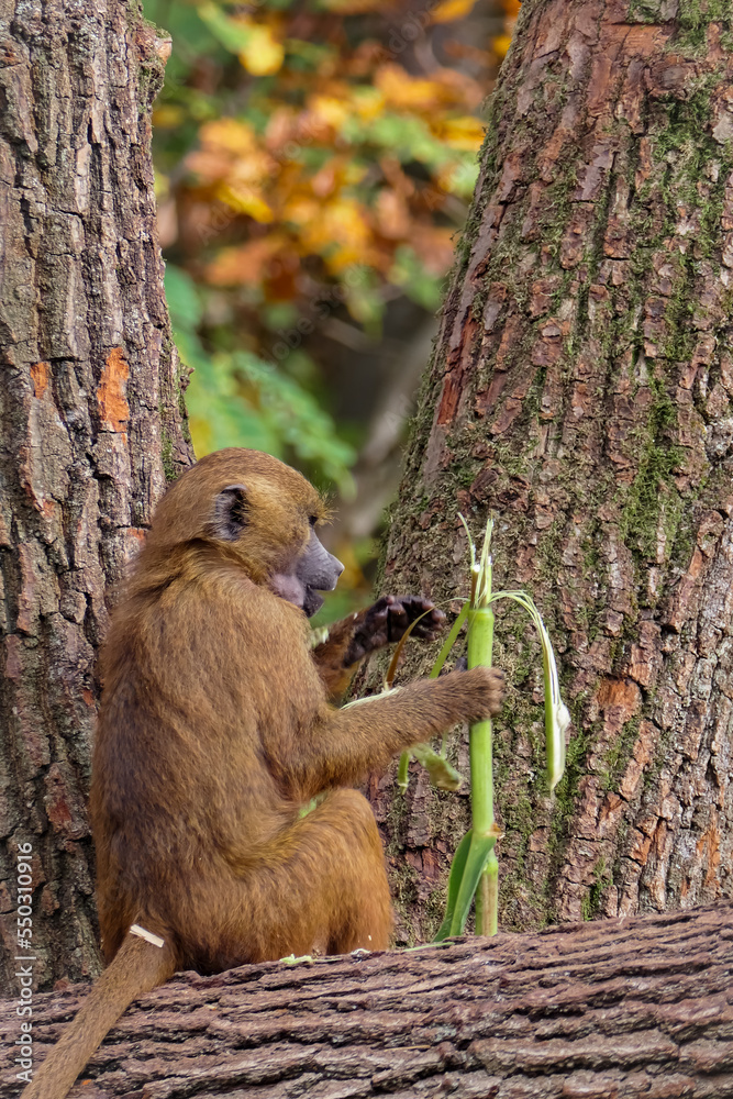 Monkey eating bamboo Monkey eating bamboo