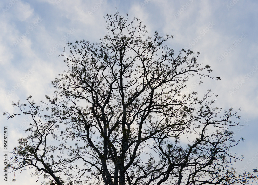 Silhouette of a tree full of small birds against the evening sky - look closely