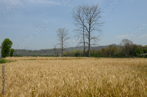 Golden wheat strands or stalks ready for harvest against a blue sky - space for copy