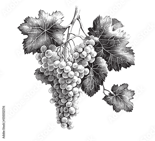 Bunch of grapes sketch hand drawn engraved style Vector illustration.