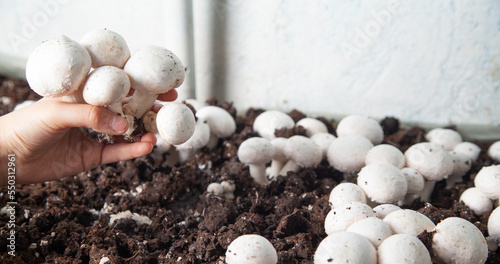 Hand holding mushrooms champignons in farm.