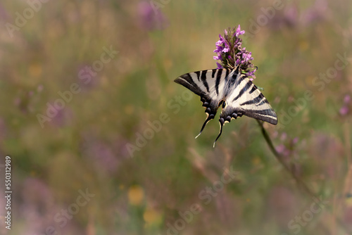 Great butterfly sucking in a lavender field.