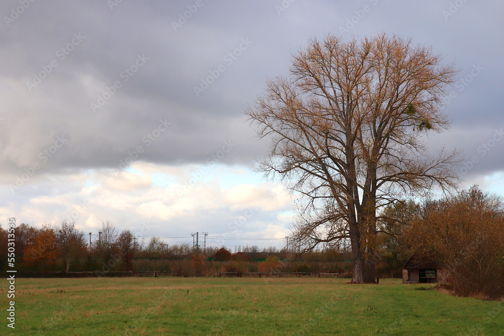 lone big oak tree growing on a field in late autumn for your wallpaper or background lone big oak tree growing on a field in late autumn for your wallpaper or background