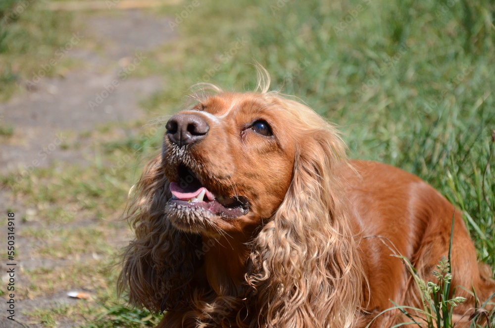 liegender hund draußen liegender hund draußen