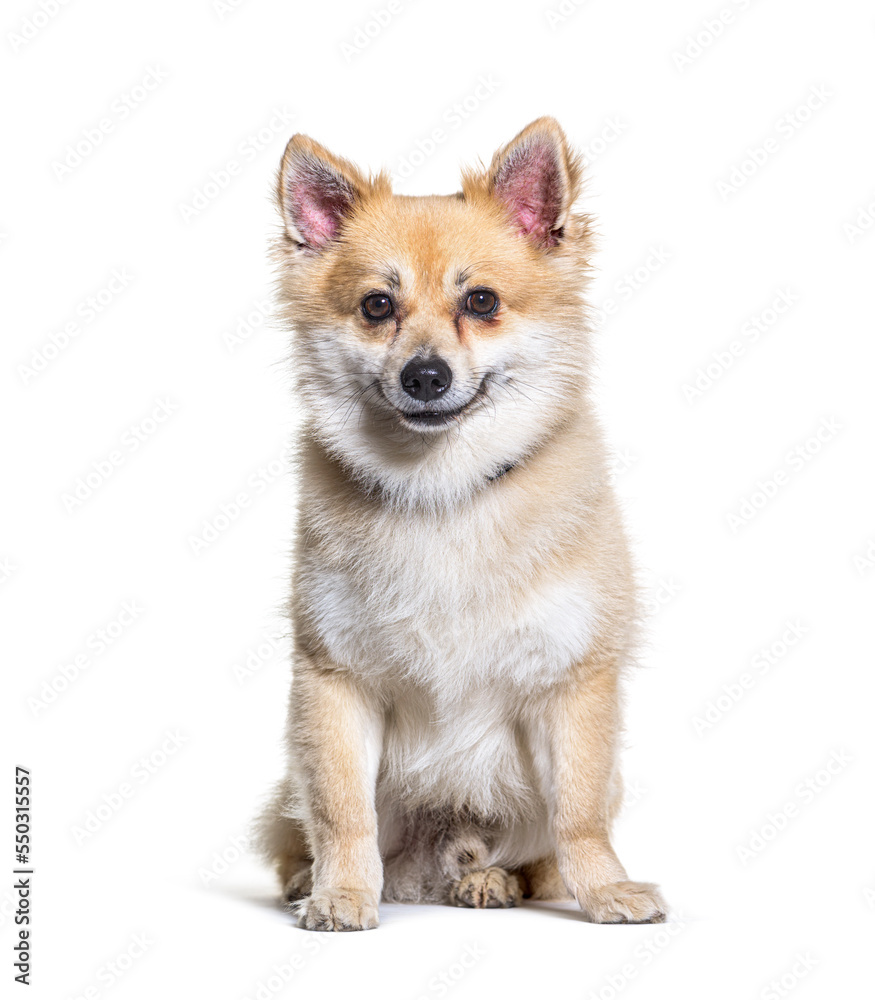 Crossbreed dog with a Spitz in front of white background