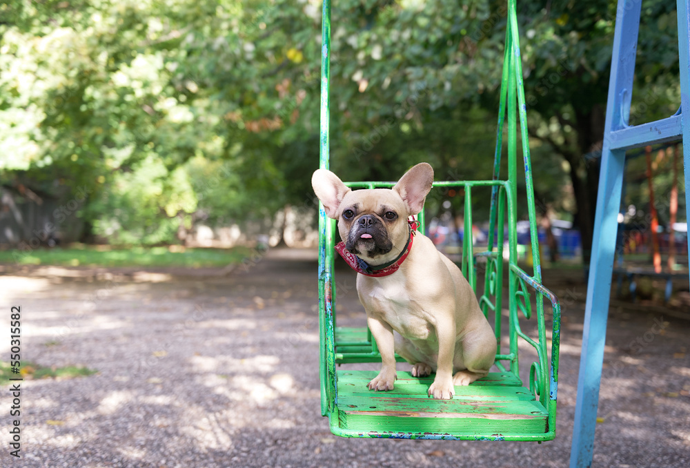 Spectacular dog breed French bulldog has fun in sunny weather riding on an iron swing in the playground. The dog calmly looks directly into the camera.