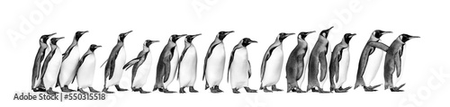Leinwand Poster Black and white view of Colony of king penguins together, isolated on white