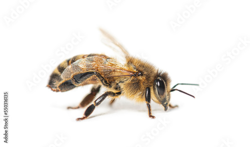 Side view of a Honing bee, apis mellifera, isolated on white